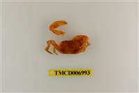 藏品(衰弱幽靈蟹)的圖片